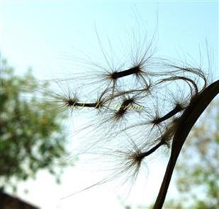  Seeds